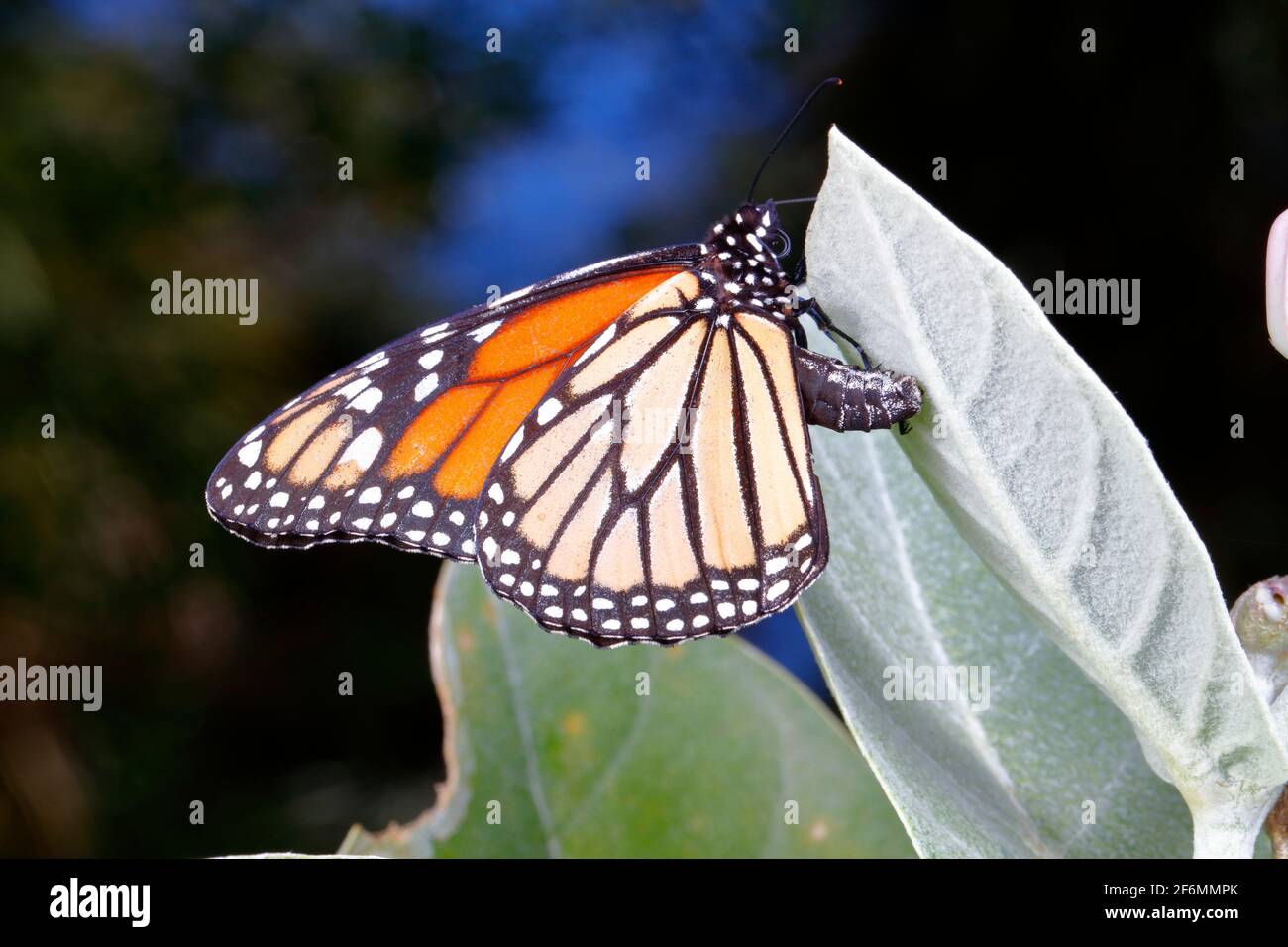 A monarch, Danaus plexippus, laying eggs on African milkweed Stock ...