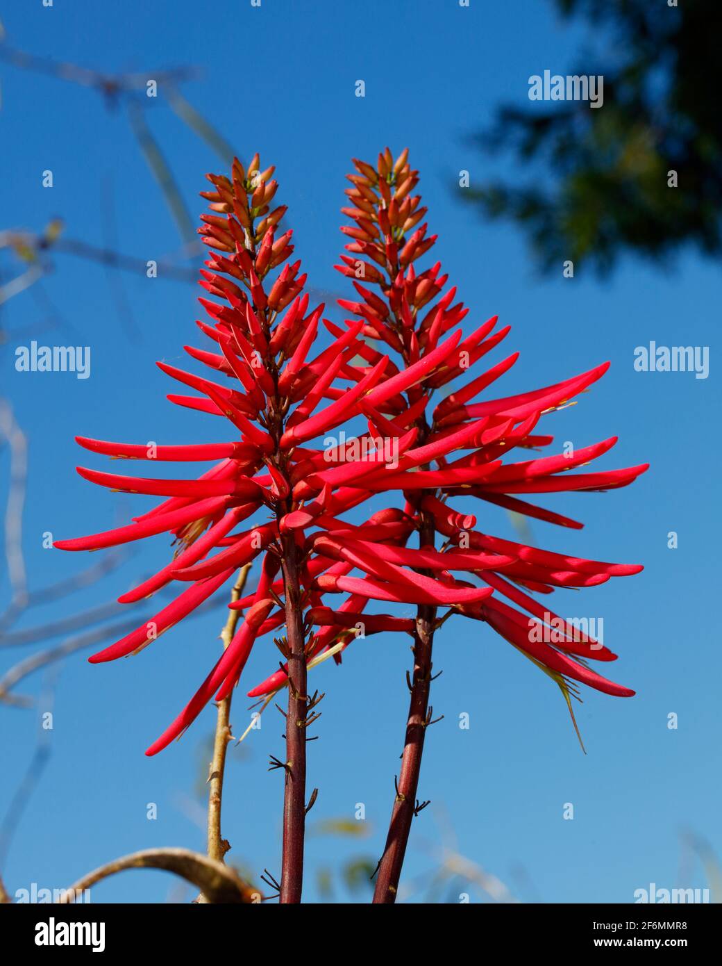 A Coral bean, Erythrina herbacea, in full bloom. Stock Photo