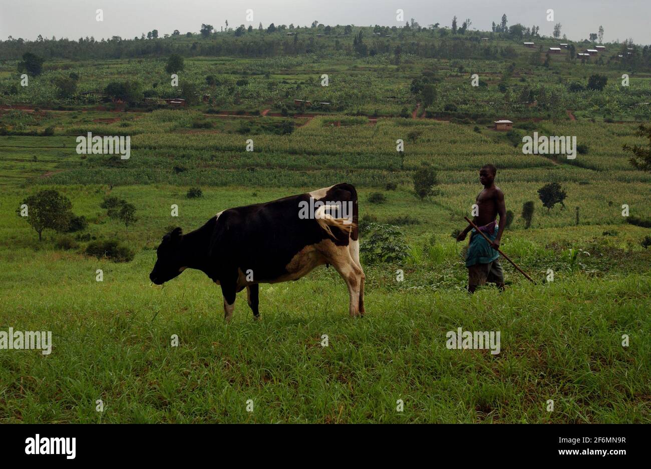 IN THE RWANDAN VILLAGE OF KABUGA,JANE NZAMUGURUNYANA'S , NEW COW IS ...