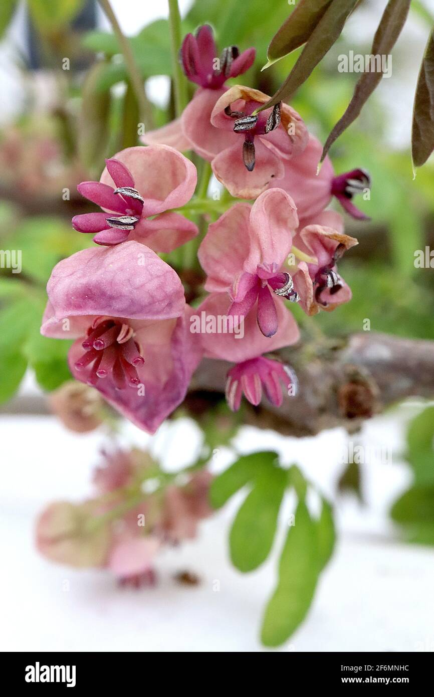 Akebia quinata Chocolate vine – scented purple cup-shaped flowers with ...