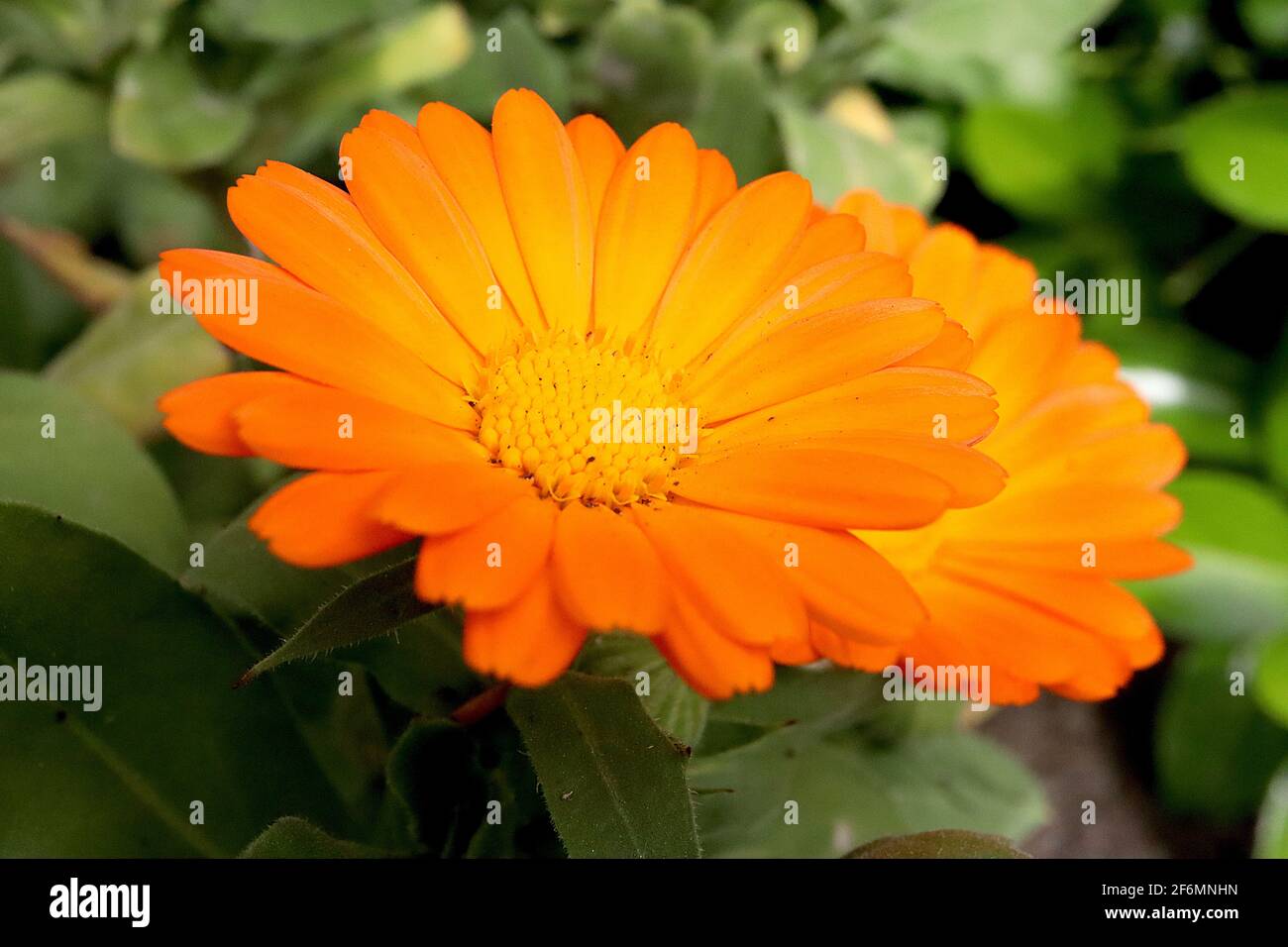 Calendula officinalis  Pot marigold – orange daisy-like flowers with medicinal properties,  April, England, UK Stock Photo