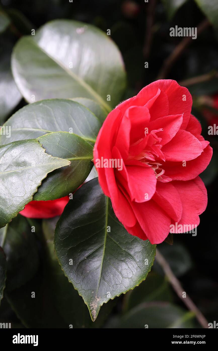 Camellia japonica ‘Midnight’ Camellia Midnight – small semi-double or anemone form red flowers, April, England, UK Stock Photo