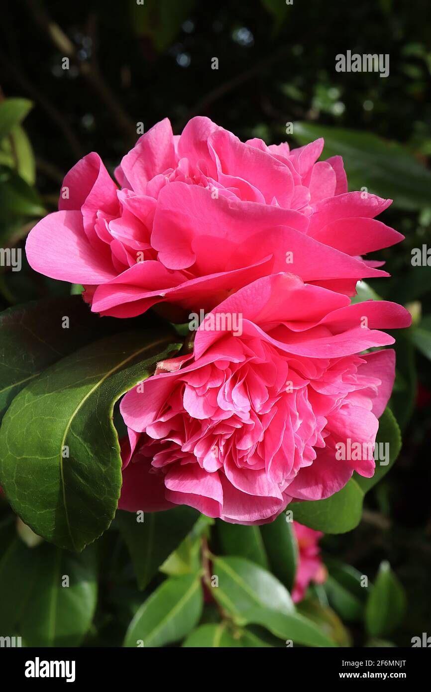 Camellia x williamsii ‘Debbie’ Camellia Debbie – deep pink semi double flowers with ruffled centre,  April, England, UK Stock Photo