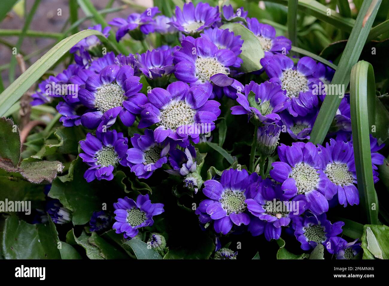 Cineraria Senecio cruentus hybrid Pericallis Hybrid, Florist’s Cineraria, deep purple short petalled daisy-like flowers with reflexed petals,  April, Stock Photo