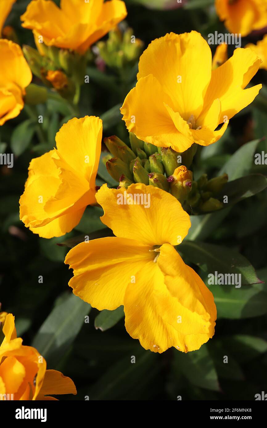 Erysimum perofskianum ‘Gold Shot’ Wallflower Gold Shot – deep yellow flowers, green flower buds, dark green lance-shaped leaves,  April, England, UK Stock Photo