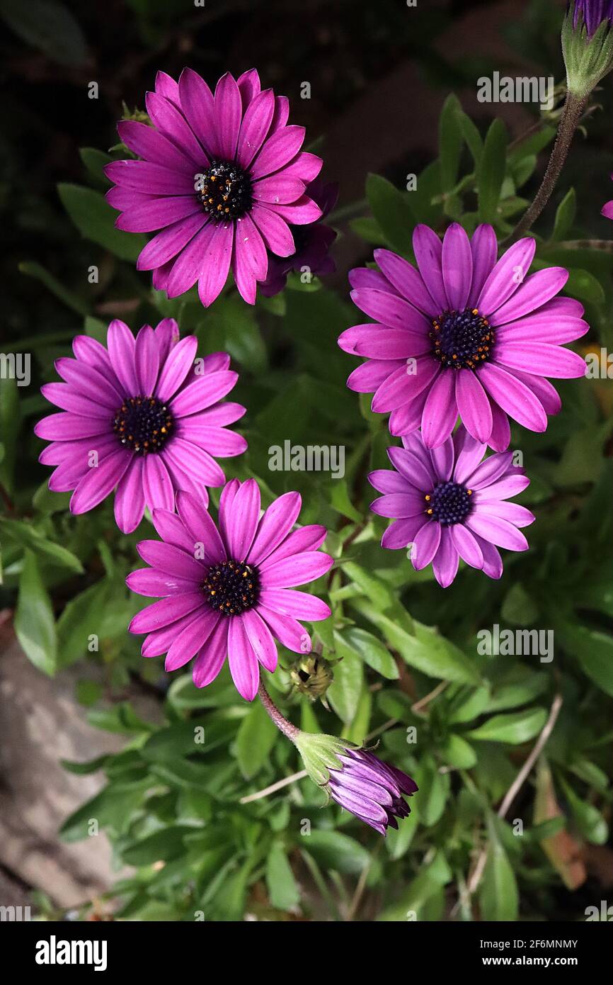 Osteospermum ecklonis ‘Tradewinds Deep Purple’ deep purple African daisy – rain ravaged purple daisy-like flower with black centre, April, England, UK Stock Photo