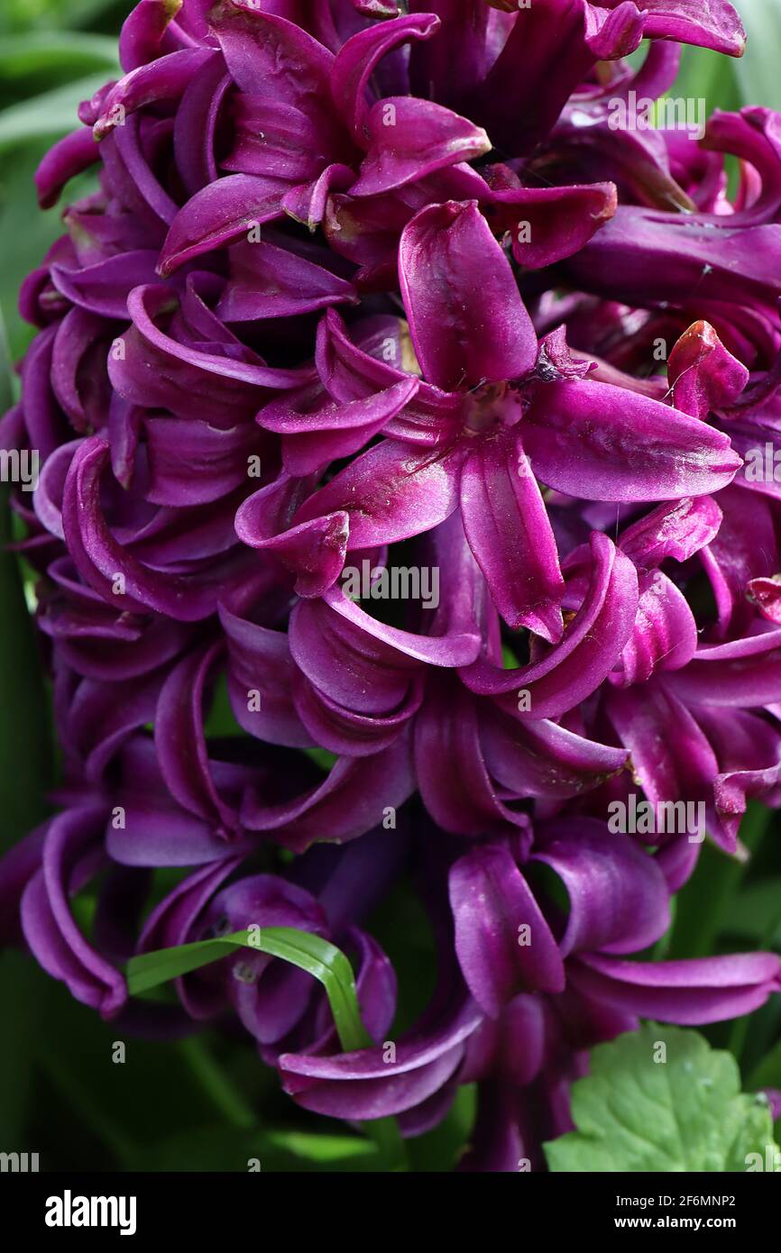 Hyacinthus orientalis ‘Woodstock’ Hyacinth Woodstock – deep purple flower with lighter purple edges,  April, England, UK Stock Photo
