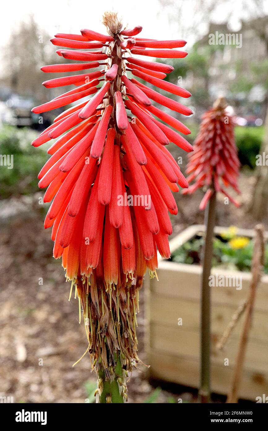 Kniphofia ‘Nancy’s Red’ Red hot poker long tubular coral red flower