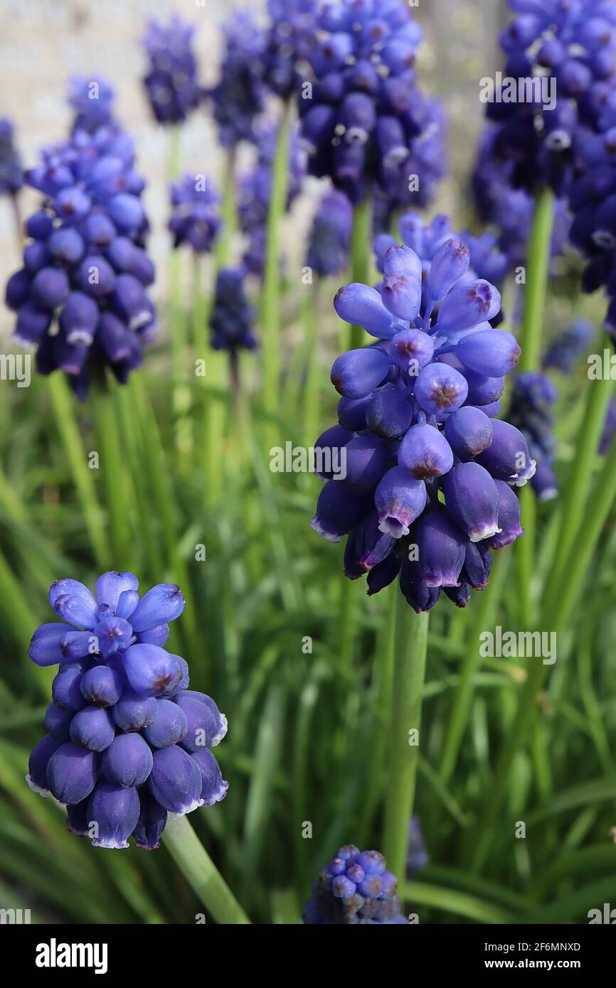 Muscari armeniacum ‘Dark Eyes’ grape hyacinth Dark Eyes – dark purple and azure flowers with grass-like leaves,  April, England, UK Stock Photo