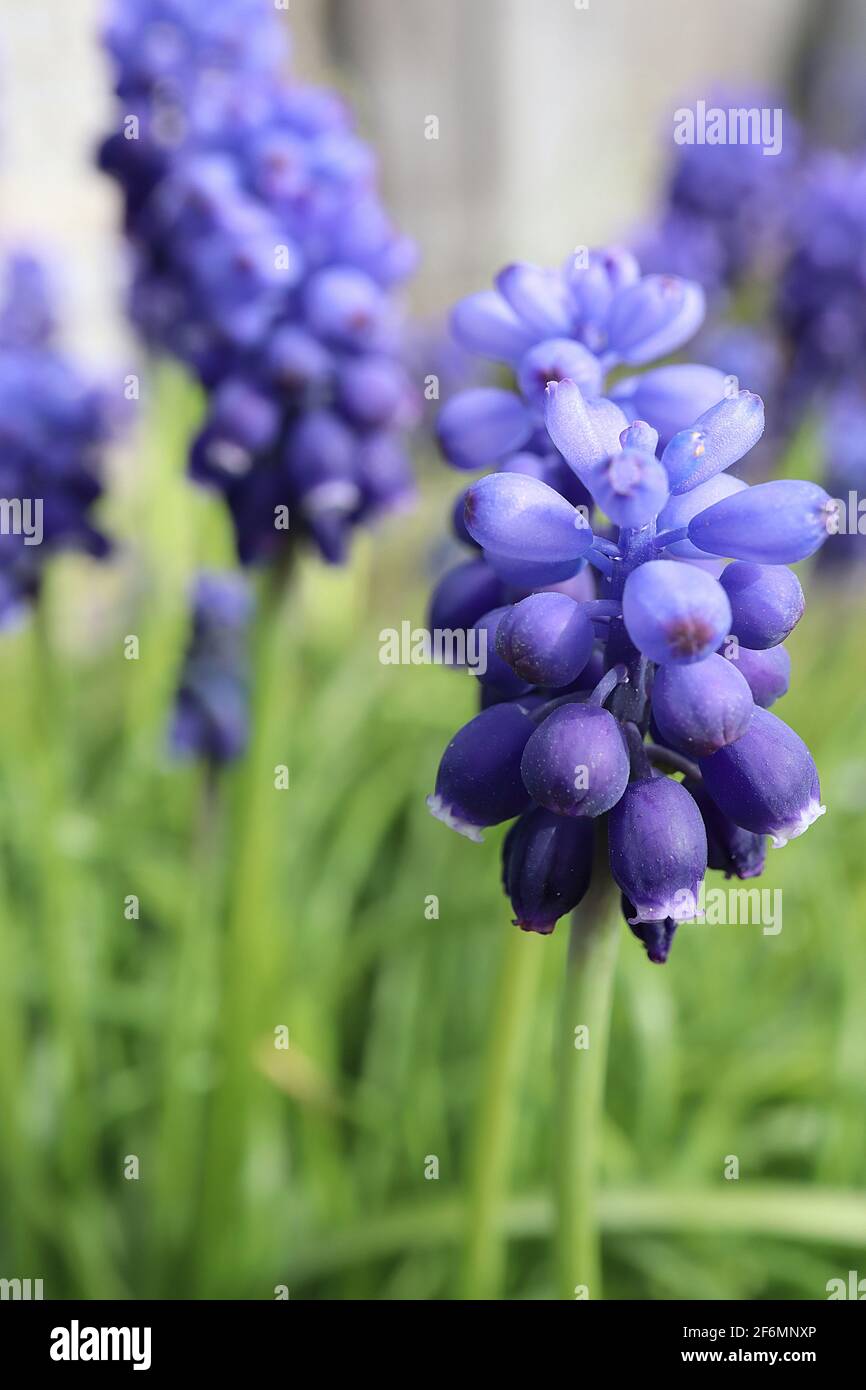 Muscari armeniacum ‘Dark Eyes’ grape hyacinth Dark Eyes – dark purple and azure flowers with grass-like leaves,  April, England, UK Stock Photo
