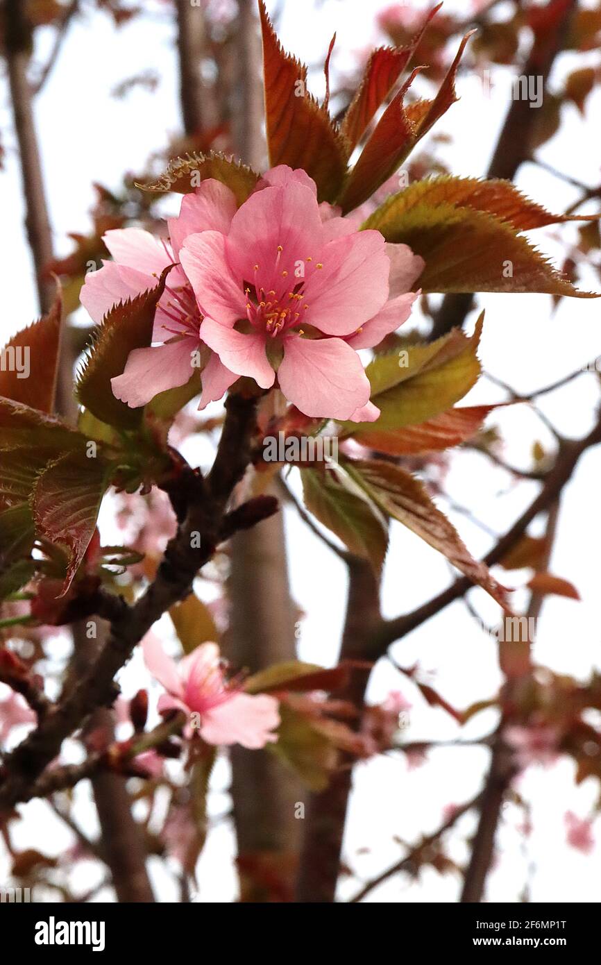 Prunus sargentii ‘Sargents Cherry’ Sargents Cherry – single pink flowers and bronze green leaves,  April, England, UK Stock Photo