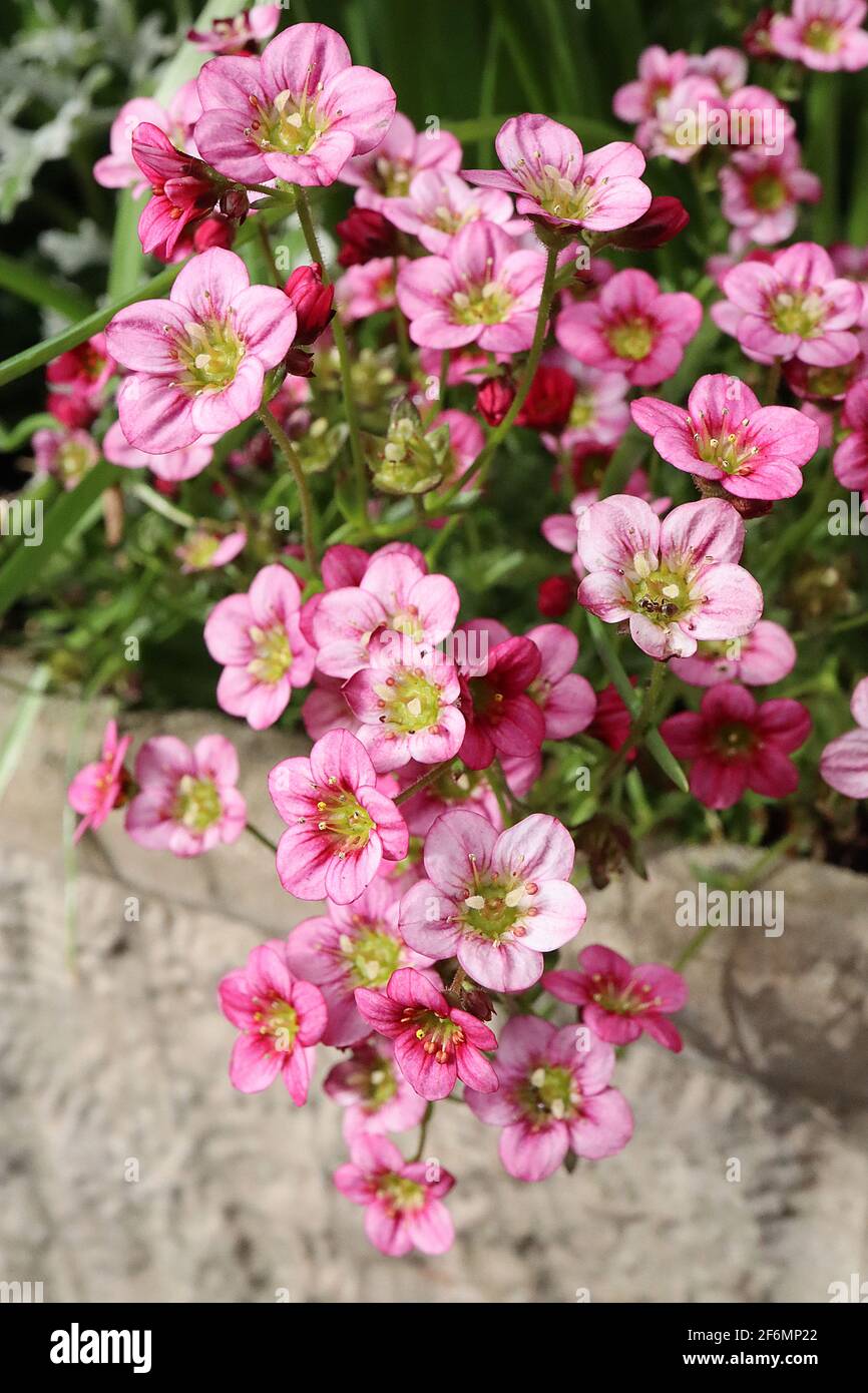 Saxifraga x arendsii ‘Blutentippich’ (pink) Mossy saxifrage – pink flowers with rounded petals,  April, England, UK Stock Photo