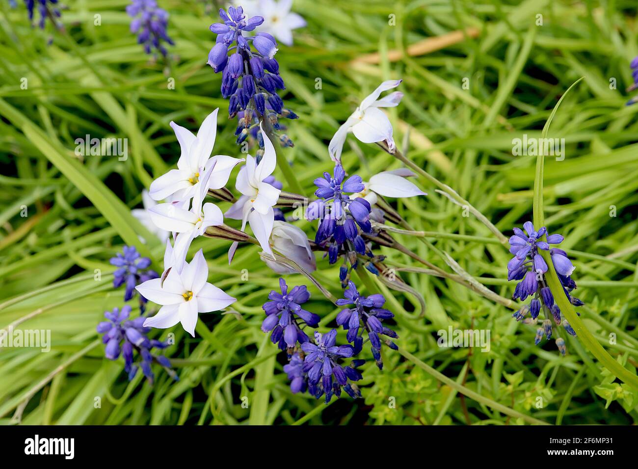 Ipheion uniflorum ‘Album’ white spring starflower – white star-shaped flowers and grasslike foliage,  April, England, UK Stock Photo