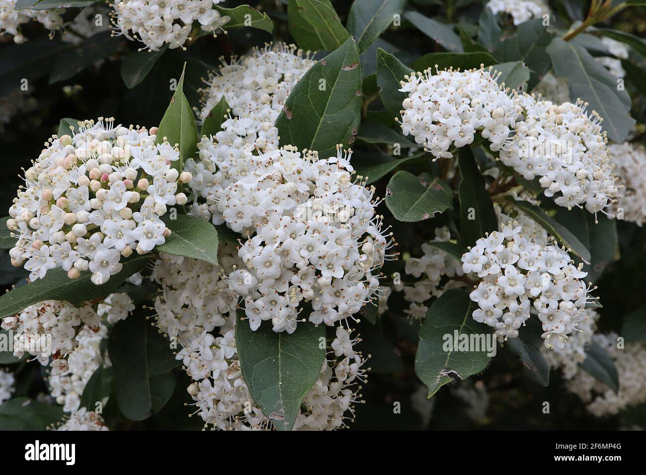 Viburnum tinus ‘French White’ laurustinus French White – clusters of small scented white flowers and large leathery leaves,  April, England, UK Stock Photo