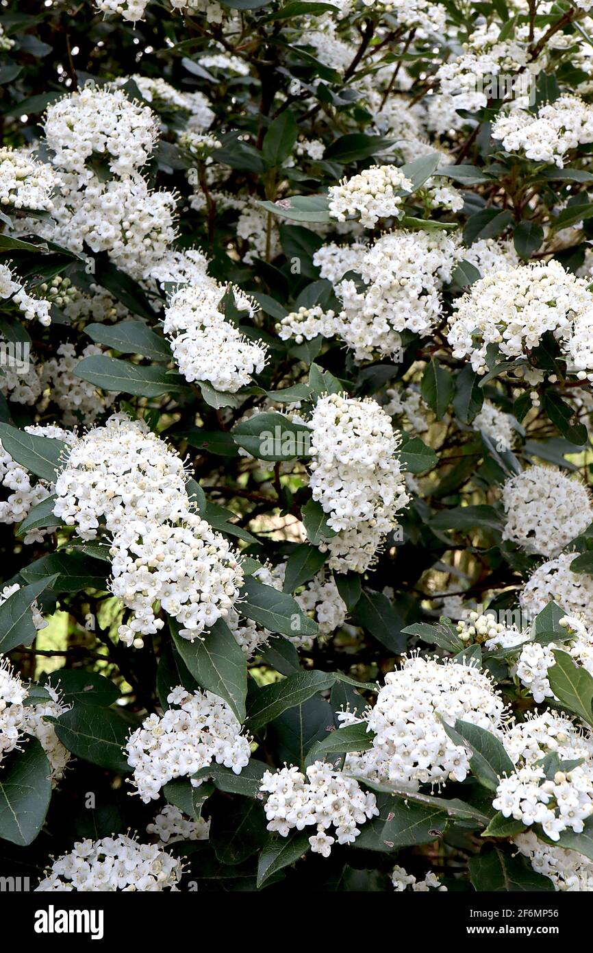 Viburnum tinus ‘French White’ laurustinus French White – clusters of small scented white flowers and large leathery leaves,  April, England, UK Stock Photo