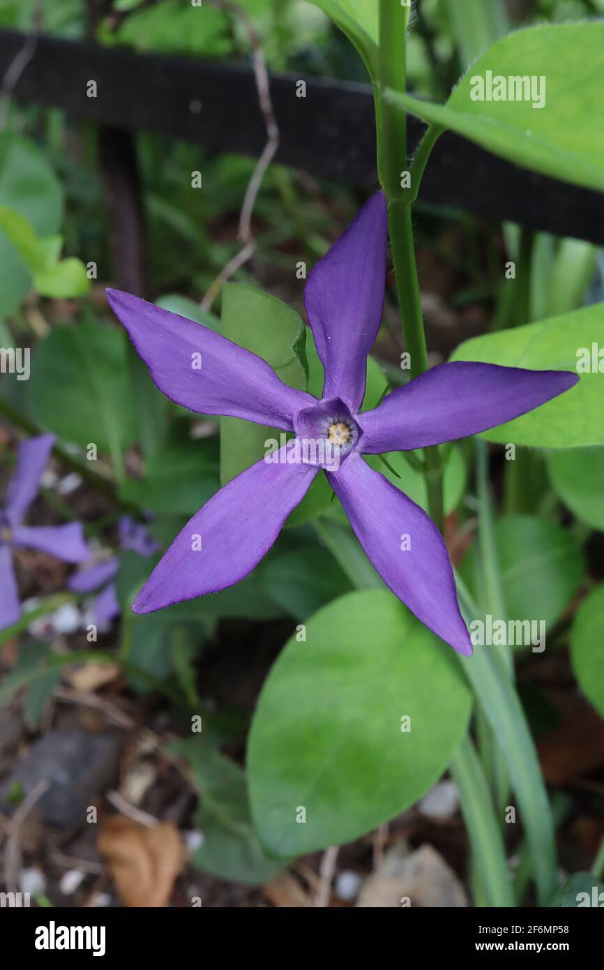 Vinca major var. oxyloba ‘Dartington Star’ Periwinkle Dartington Star – dark violet pinwheel-like flowers with long slender petals, April, England, UK Stock Photo