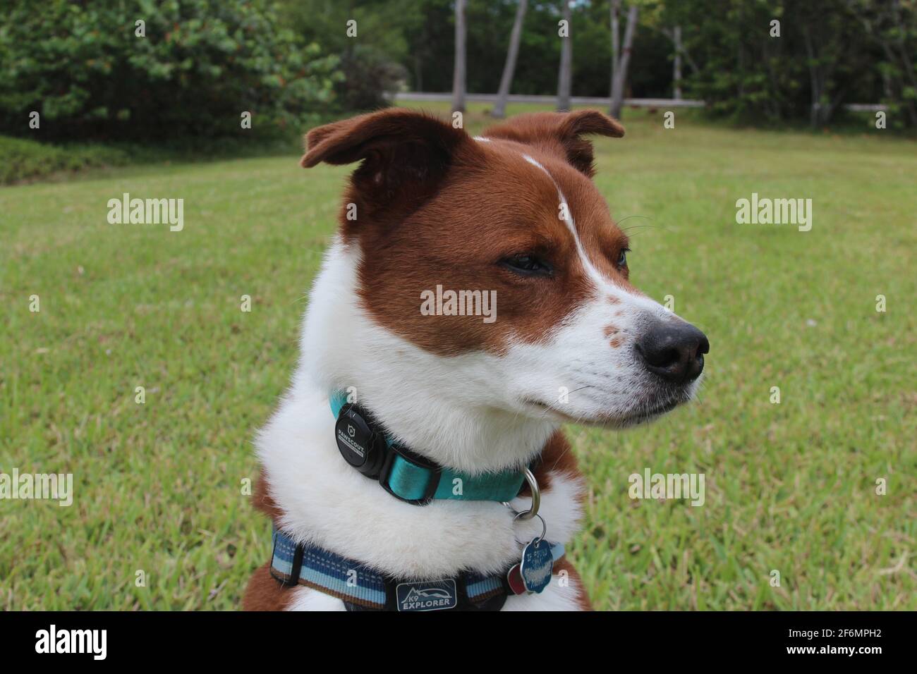 Border Collie Terrier Mix Stock Photo Alamy