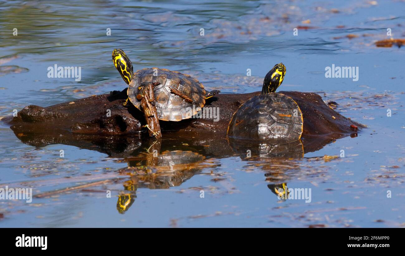 Two young yellow-bellied sliders, Trachemys scripta scripta, basking on a log in a refuge. Stock Photo