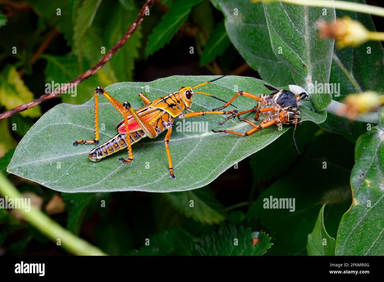 An eastern lubber Romalea guttata, and its molted