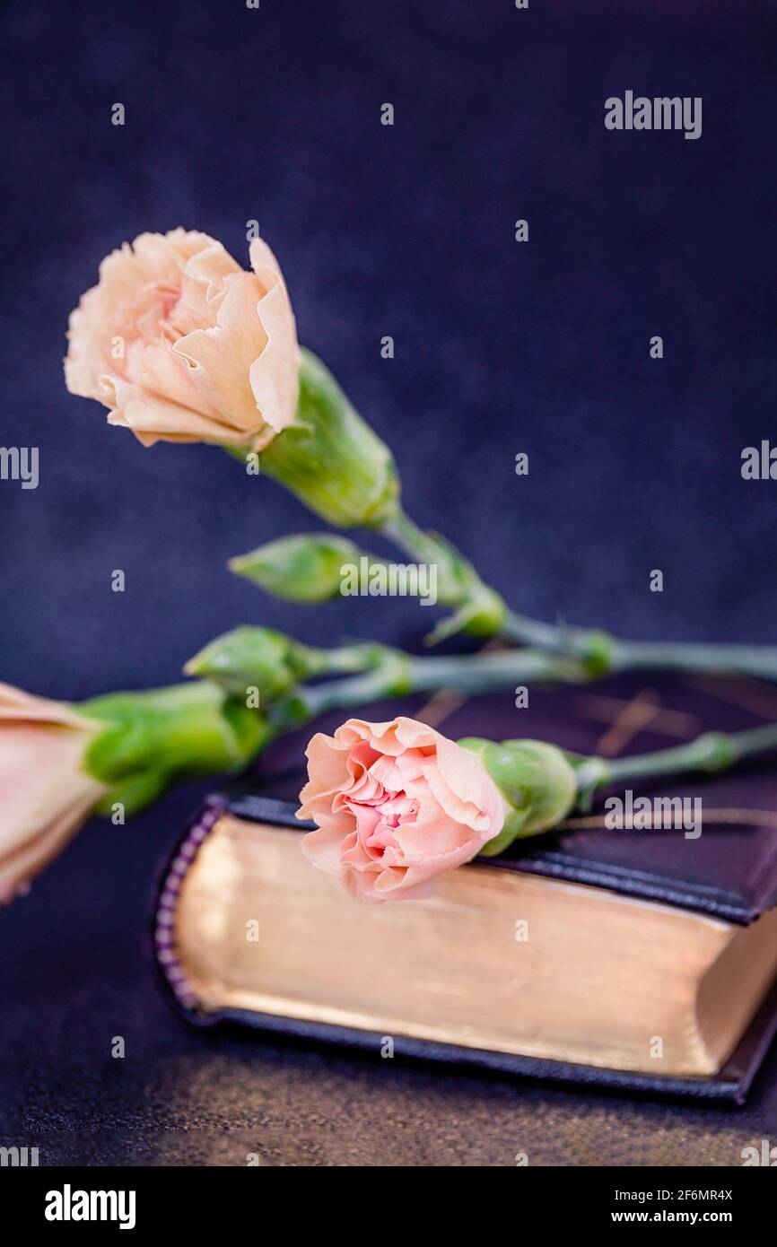 Beautiful buds of tea rose color carnation flowers on a black book Stock Photo