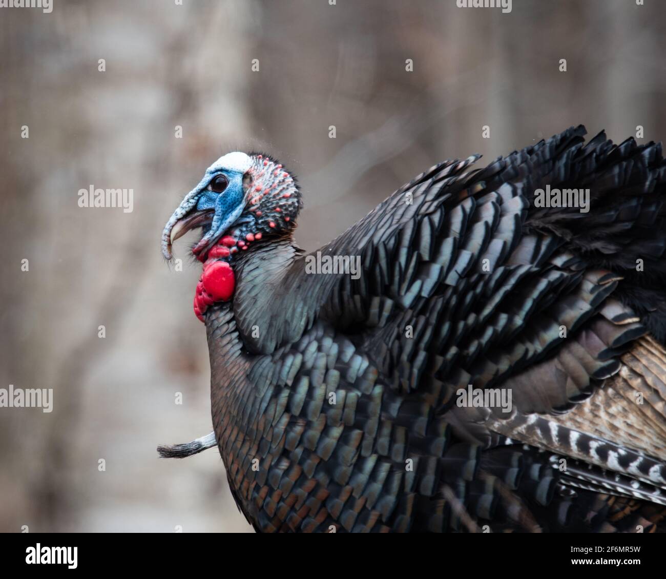 Turkey wattle hires stock photography and images Alamy