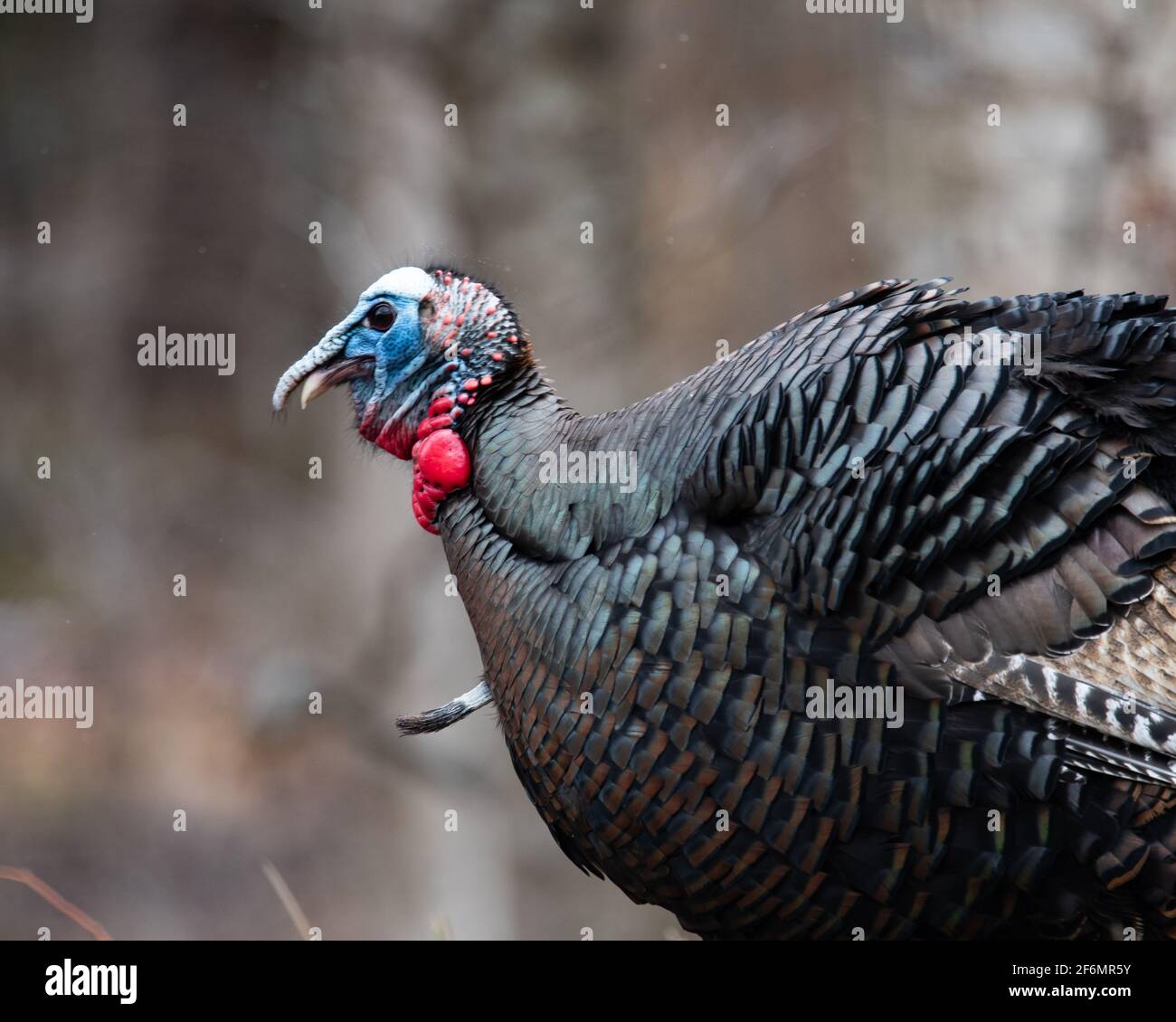 Close up of an Eastern wild tom turkey, Meleagris gallopavo, in early breeding season with a brightly colored wattle and head. Stock Photo
