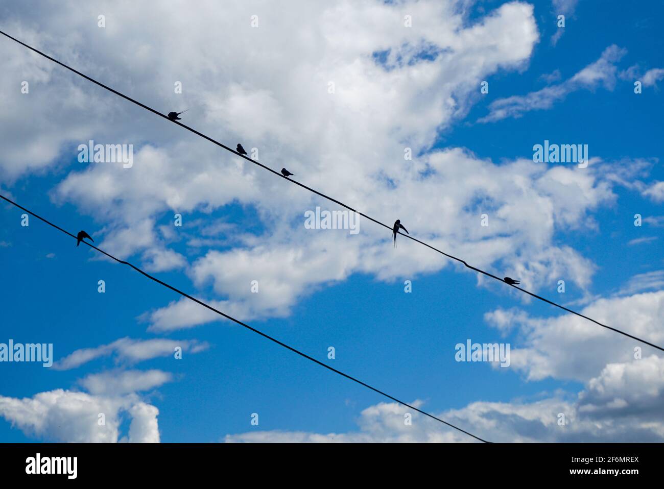 birds on electrical wires 5+1 Stock Photo Alamy