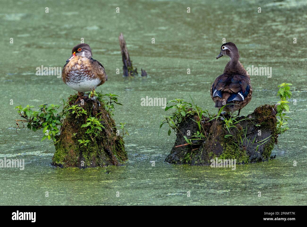 Two Wood Ducks (Aix sponsa) sit on top of dead stumps in a marsh covered with duckweed. Stock Photo