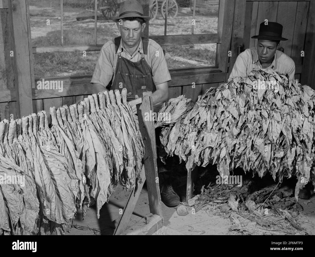 Tobacco grading hi-res stock photography and images