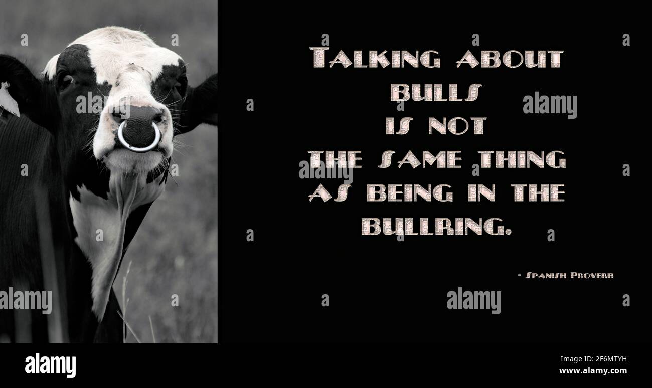 Spanish proverb: talking about bulls is not the same thing as being in the bullring. Black and white photo of an annoyed bull Stock Photo