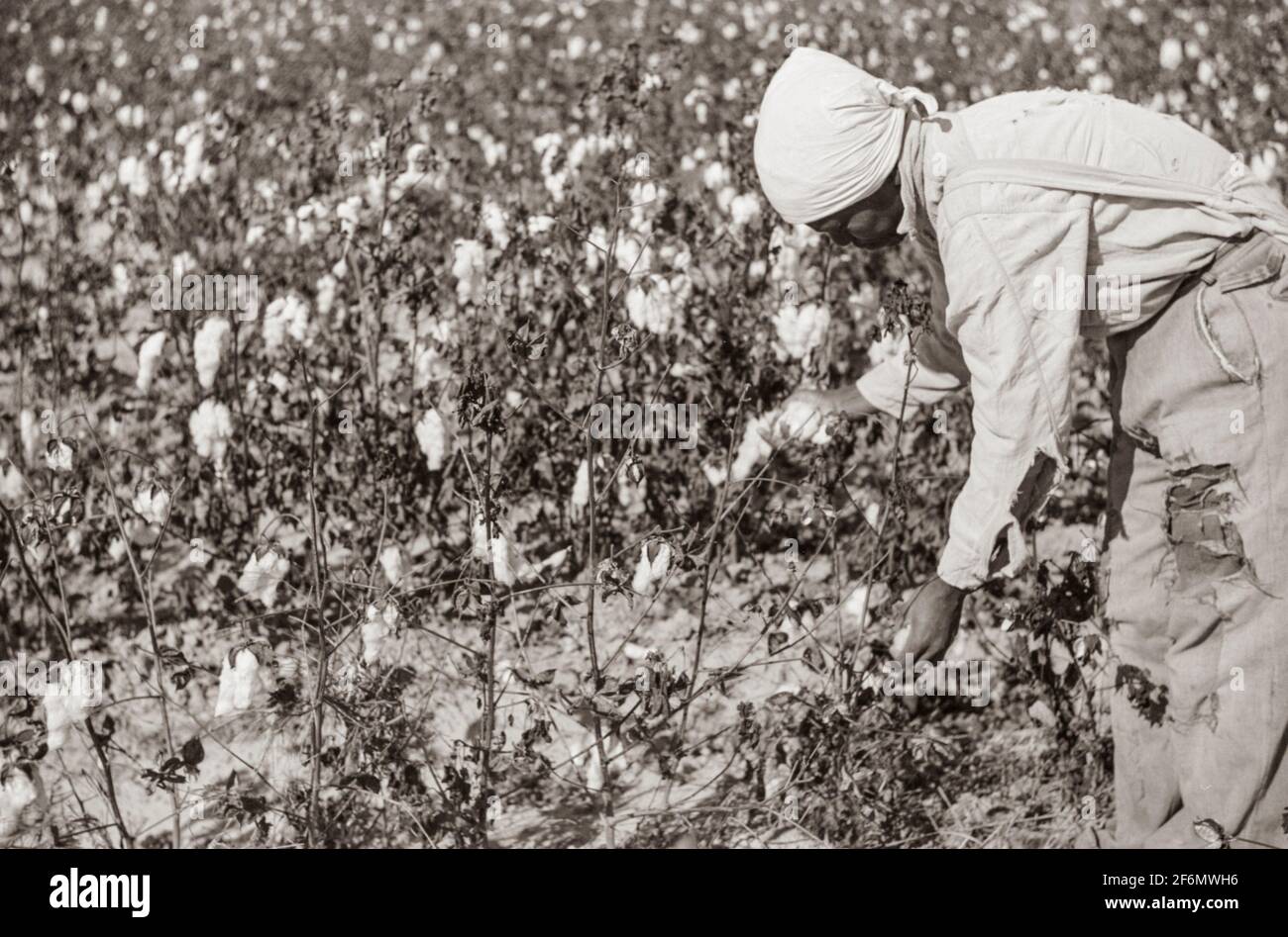 Cotton Plantation On The Mississippi High Resolution Stock Photography