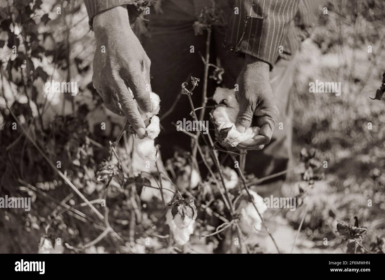 African Americans picking cotton on plantation outside Clarksdale, Mississippi Delta