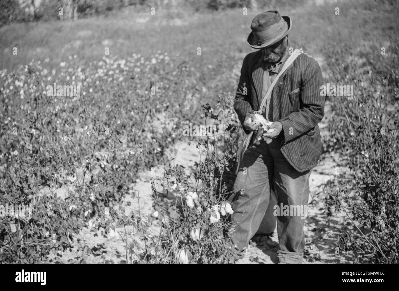 African Americans picking cotton on plantation outside Clarksdale