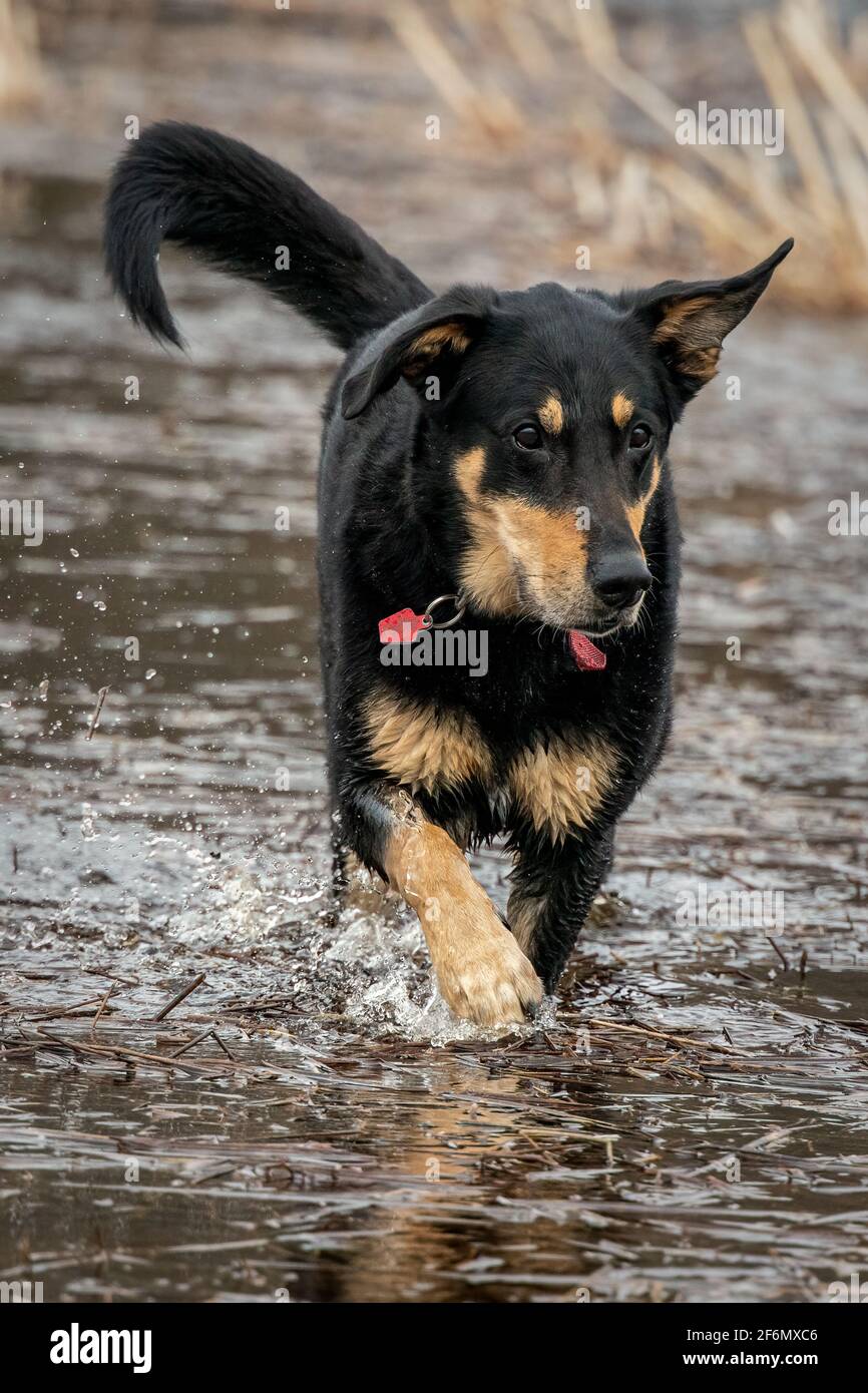 A fish called Tigger. My dog, who is part fish, loves to tag along as I scout and tend to photography blinds in the marsh on our Door County property. Stock Photo