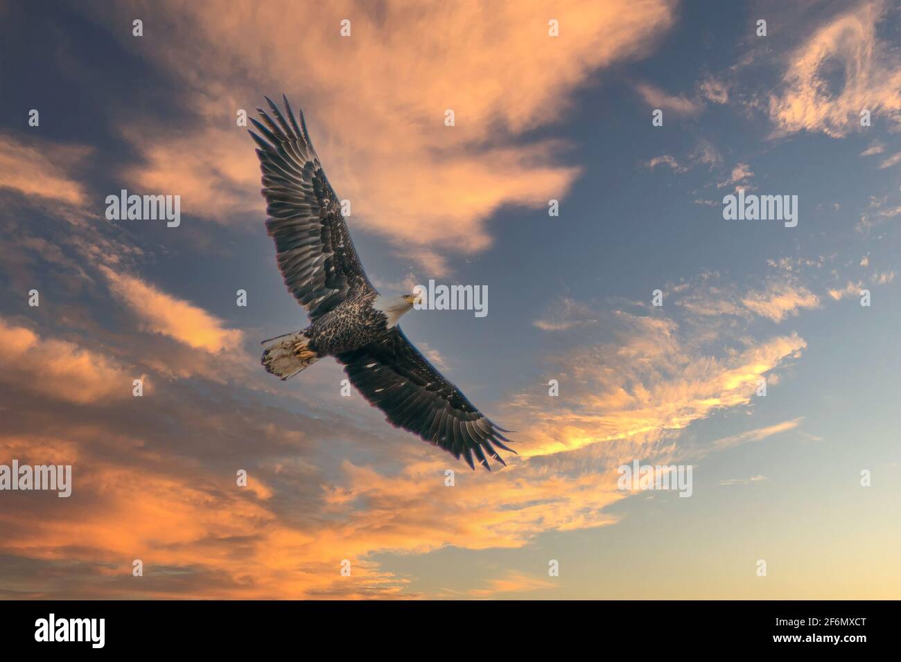 I made this image of a soaring Bald Eagle while tending to my photography blinds in a marsh on a late spring afternoon in Door County Wisconsin. Stock Photo