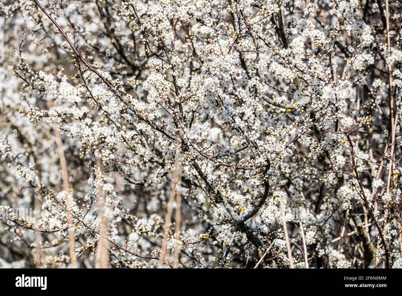 Blackthorn May in Springtime background poster Stock Photo
