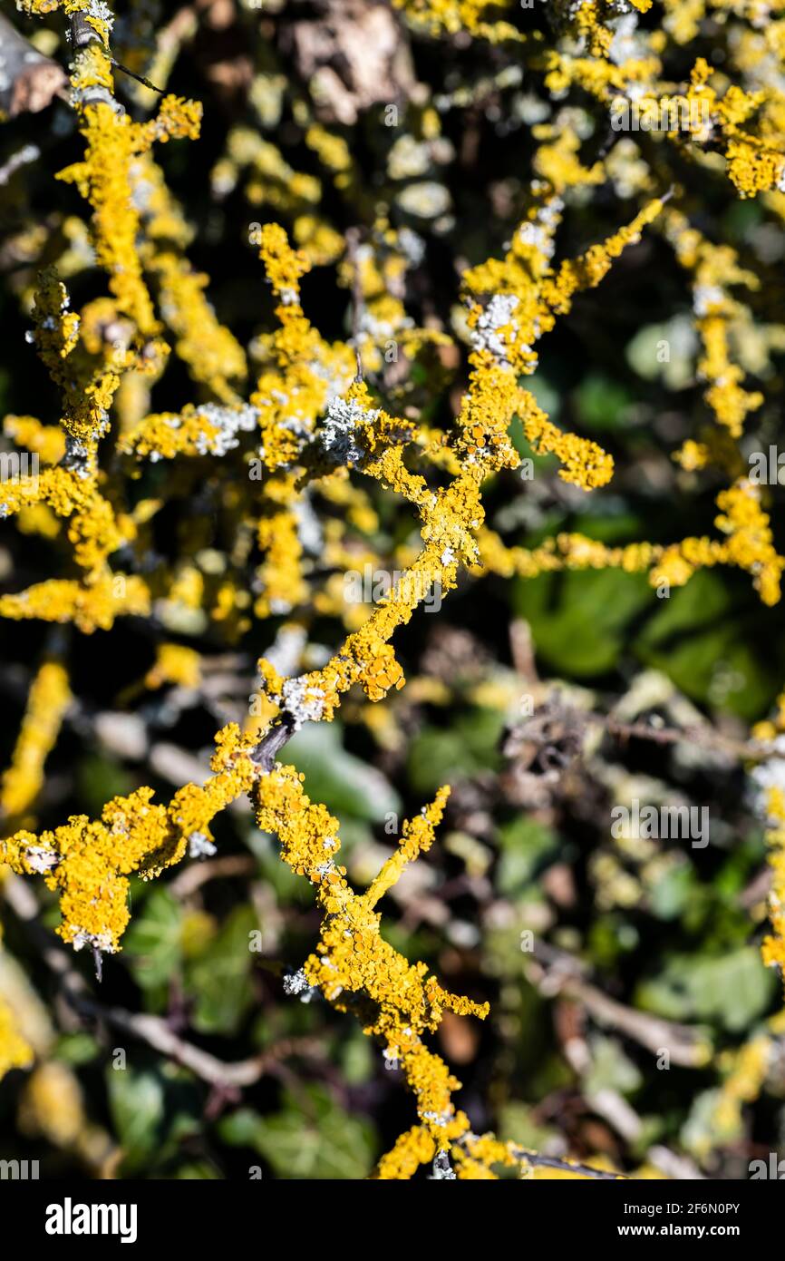 Lichen on Blackthorn in Spring sunshine - background poster Stock Photo