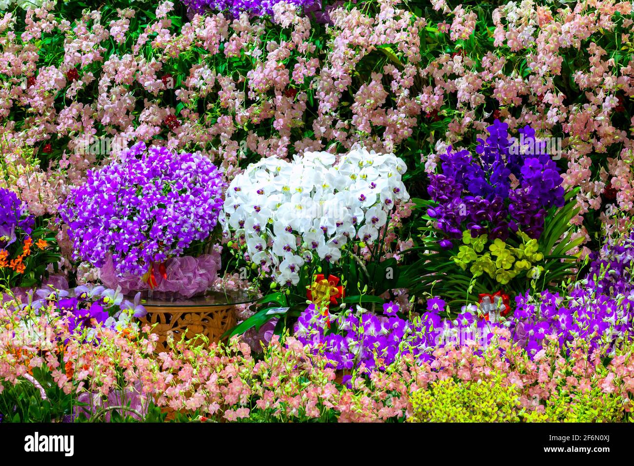 A shot of beautiful orchid garden in Thailand. Stock Photo
