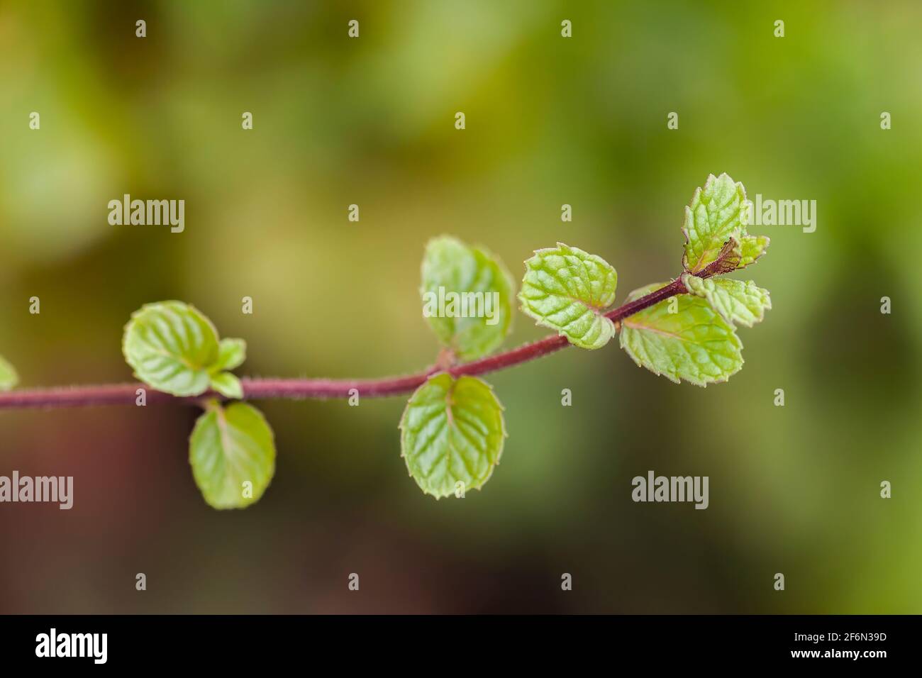 peppermint leaves Stock Photo Alamy
