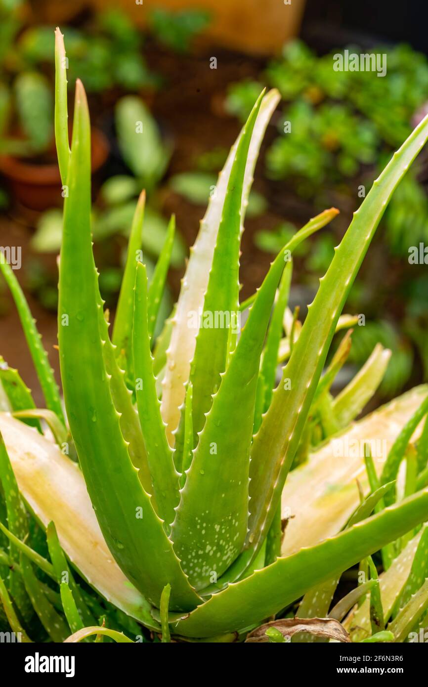 aloe vera (genus Aloe)  plant growing in pot. Stock Photo