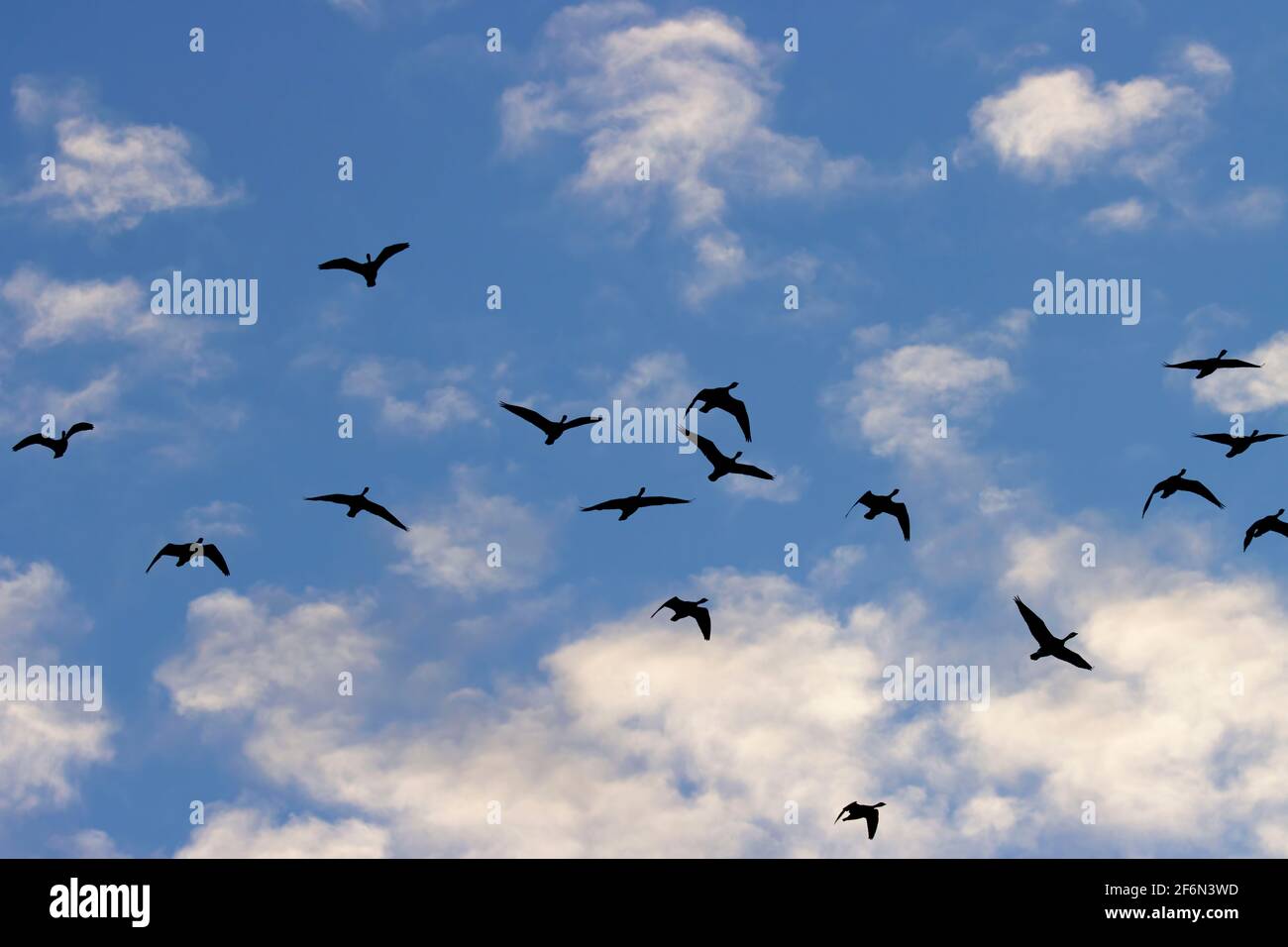 Canada geese (Branta canadensis) silhouette in flight, Ankeny National Wildlife Refuge, Oregon Stock Photo