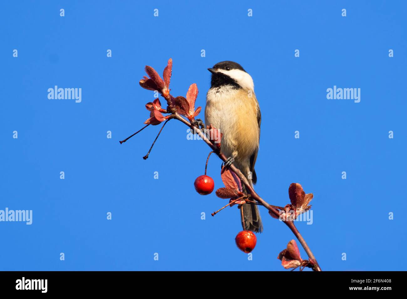Black-capped Chickadee (Poecile atricapillus), Marion County, Oregon Stock Photo