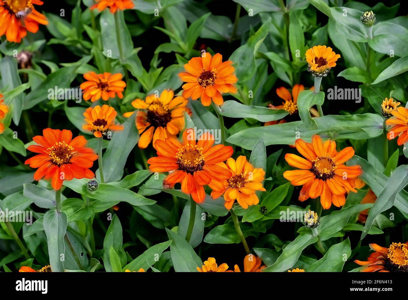 Flower of the Zinnia "Profusion Orange", Zinnia angustifolia, in summer