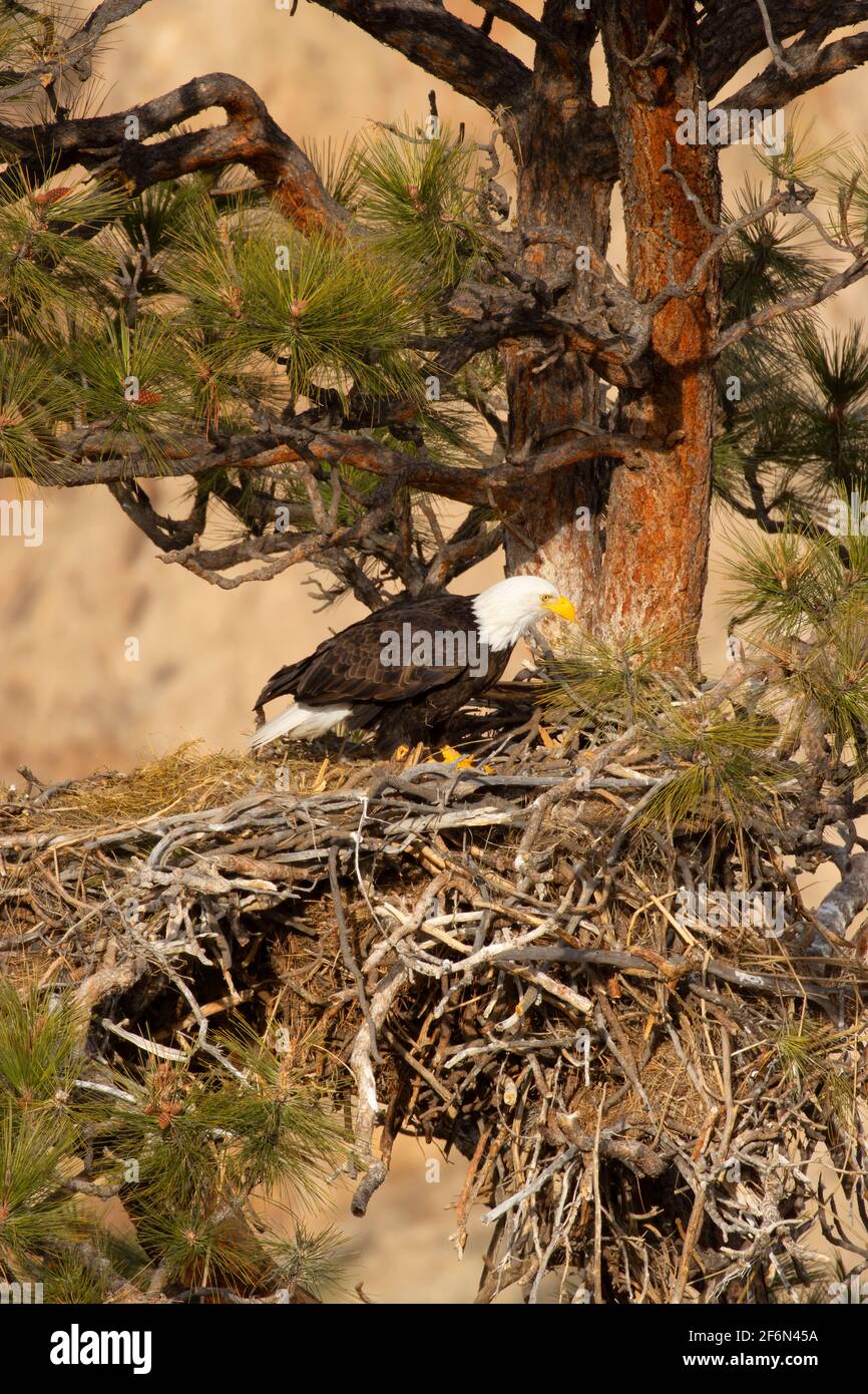 Bald eagle (Haliaeetus leucocephalus) on nest from Rim Rock Trail
