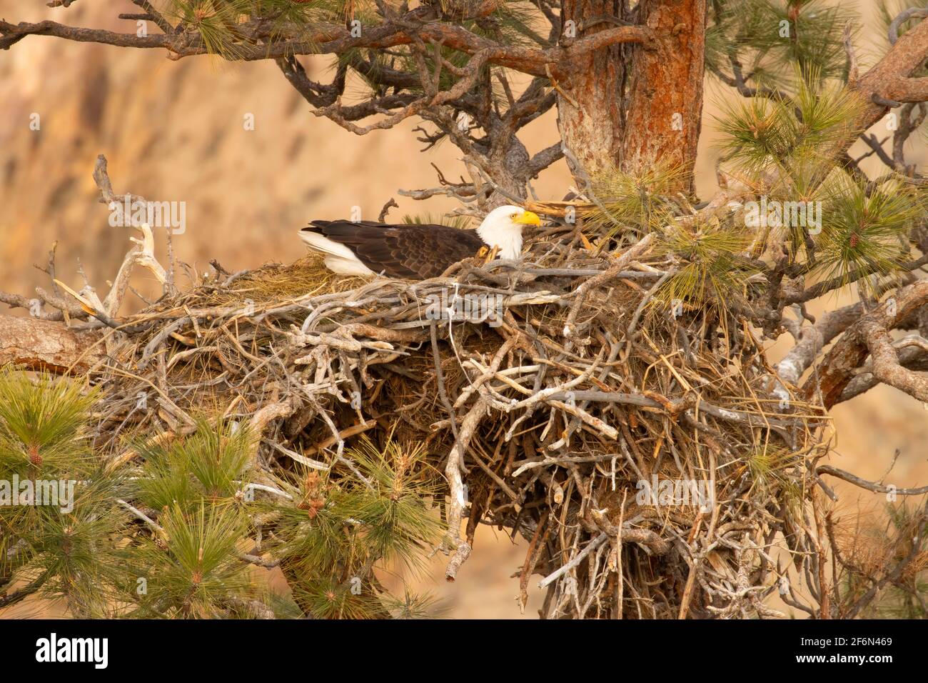 Bald eagle (Haliaeetus leucocephalus) on nest from Rim Rock Trail