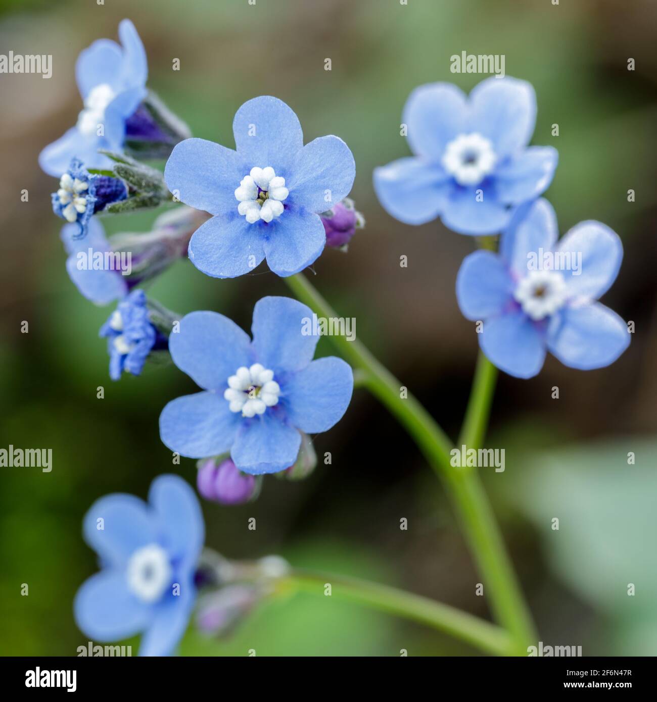 Pacific hound's tongue in bloom Stock Photo