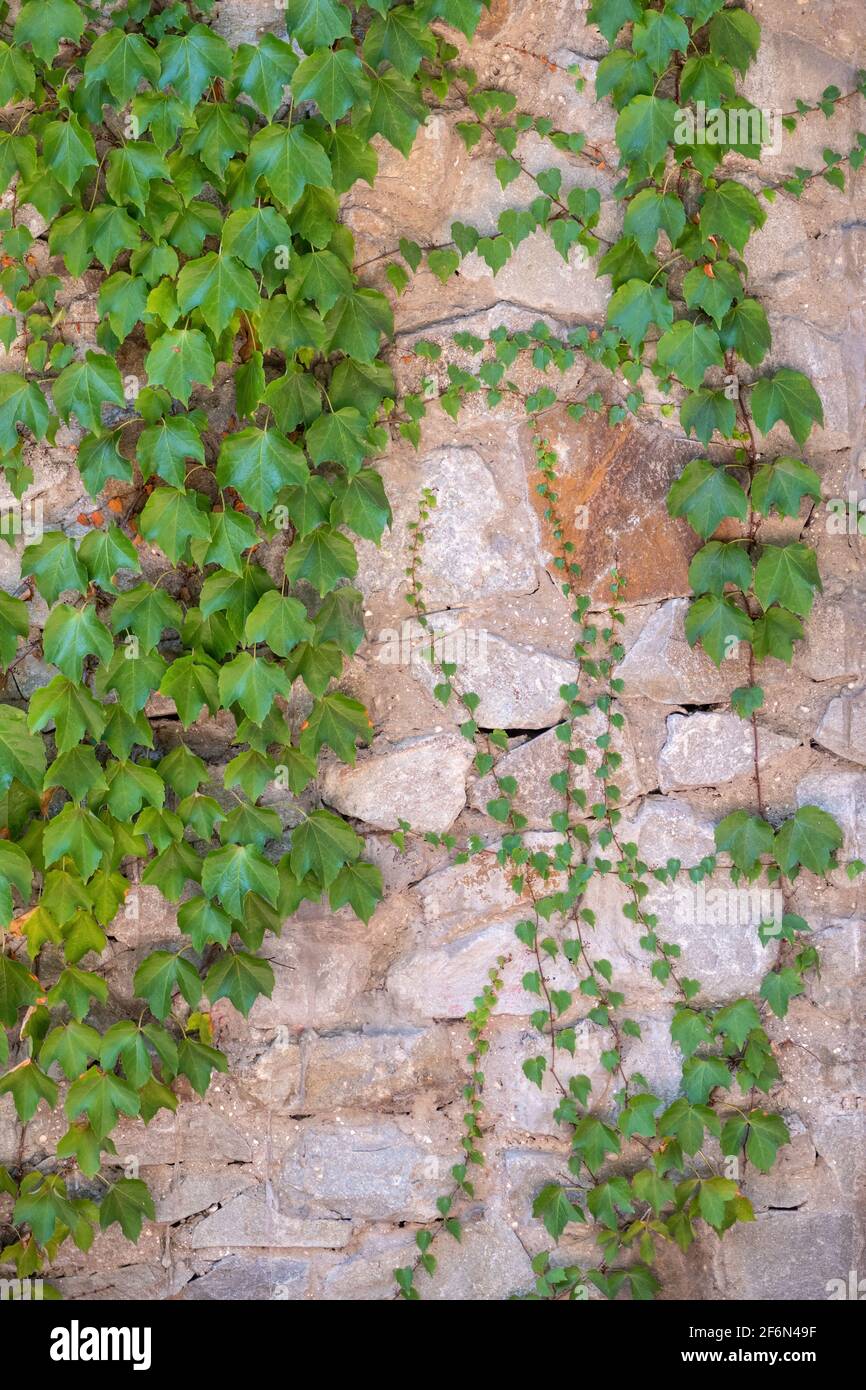 Green Creeper Plant growing on a rock wall. Old stone wall with creeping  plants Stock Photo - Alamy