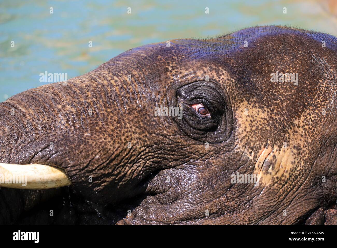 Elephant closeup Stock Photo