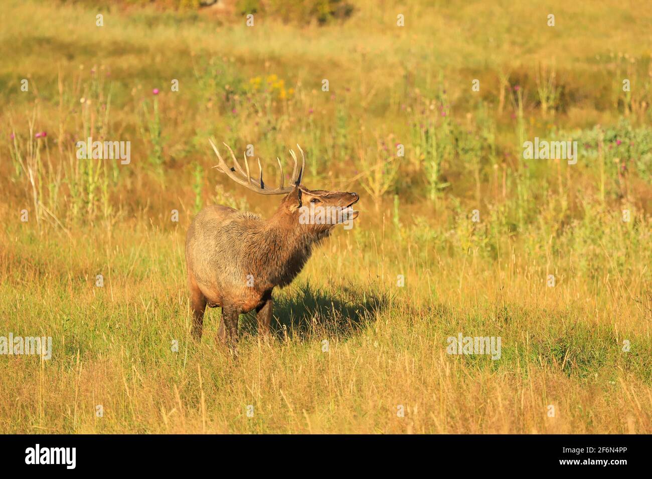 Young bull elk during the autumn rut Stock Photo