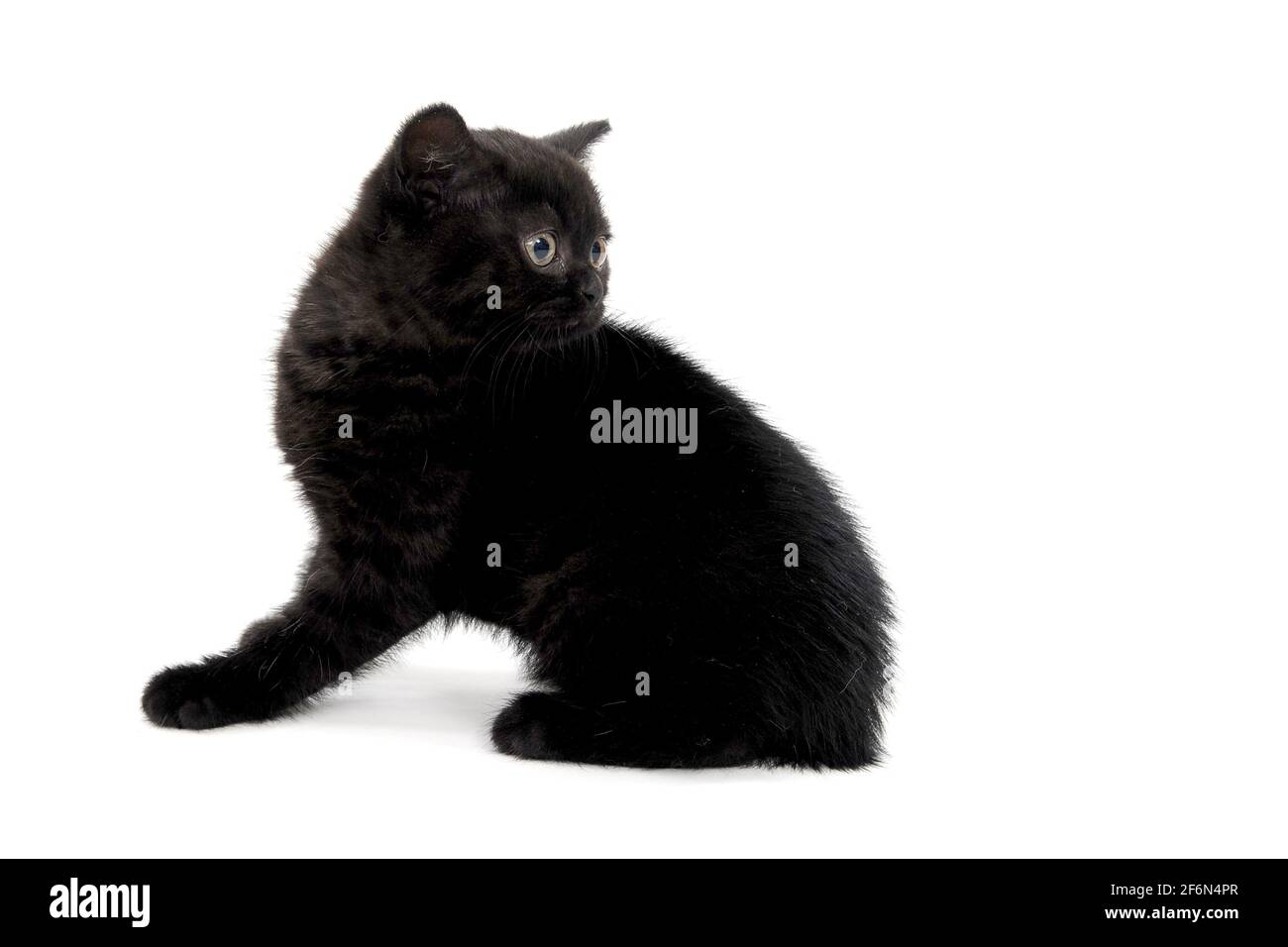 fluffy purebred black kitten with claws outstretched lies on an isolated background Stock Photo